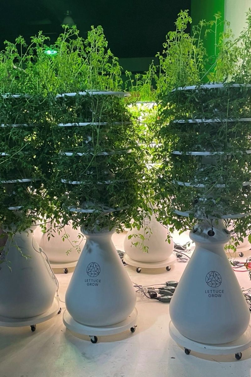Malon E.D. James' hydroponic stands.jpg